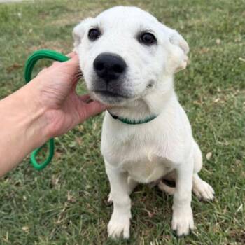 Cosmo -  Australian Cattle Dog Blue Heeler and Labrador Retriever Dog for Adoption in Aledo, Texas - Cosmo | PetCurious