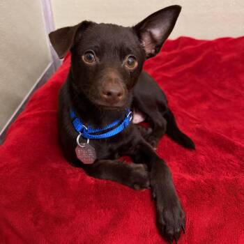 Hollandaise -  Chihuahua and Mixed Breed Dog for Adoption in Woodinville, Washington - Hollandaise | PetCurious