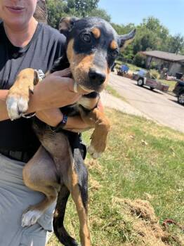 A479456 -  Australian Cattle Dog Blue Heeler and Mixed Breed Dog for Adoption in Oklahoma City, Oklahoma - A479456 | PetCurious