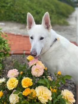 German Shepherd Dog Dogs Available for Adoption in Irvine, California - Luke | PetCurious