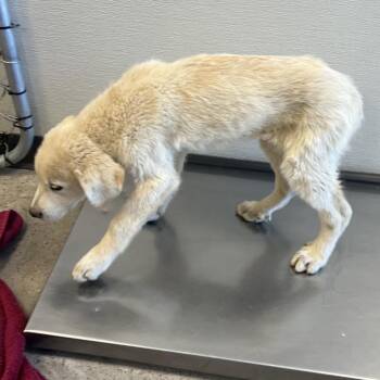 Clover -  Mixed Breed Dog for Adoption in Las Cruces, New Mexico - Clover | PetCurious