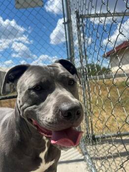 Rycher -  Pit Bull Terrier Dog for Adoption in Fayetteville, Arkansas - Rycher | PetCurious