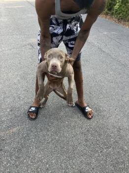 Pit Bull Terrier Dogs Available for Adoption - YELLOW | PetCurious