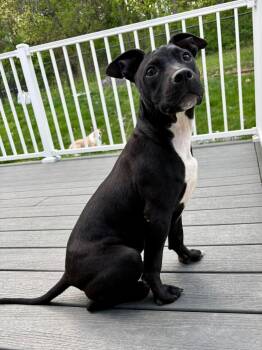 Mixed Breed Dogs Available for Adoption in Highland, New York - Grant  | PetCurious