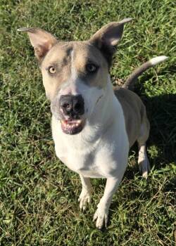 Sampson -  Labrador Retriever Dog for Adoption in Humble, Texas - Sampson | PetCurious