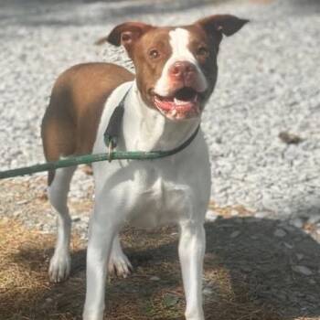 Pit Bull Terrier Dogs Available for Adoption in Troy, Virginia - Pebbles | PetCurious