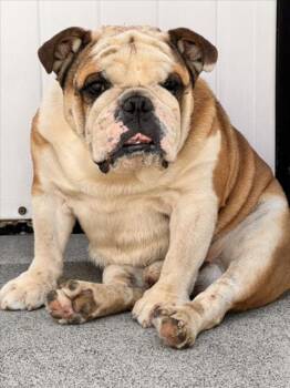 *JIGGLYPUFF -  English Bulldog Dog for Adoption in Woodland, California - *JIGGLYPUFF | PetCurious