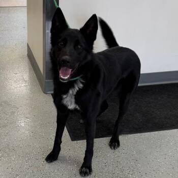 Grace -  Shepherd and Border Collie Dog Available for Adoption in Galax, Virginia - Grace | PetCurious