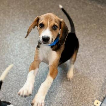 Zig -  Beagle and Mixed Breed Dog for Adoption in Atlanta, Georgia - Zig | PetCurious