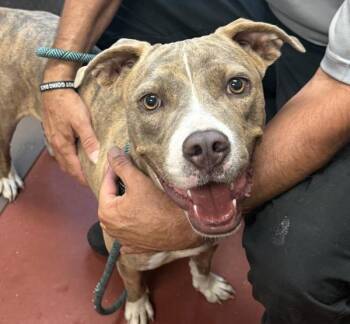 Tonks -  Pit Bull Terrier Dog for Adoption in Salisbury, Maryland - Tonks | PetCurious