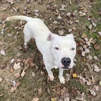 Willie -  Pit Bull Terrier Dog for Adoption in Birmingham, Alabama - Willie | PetCurious