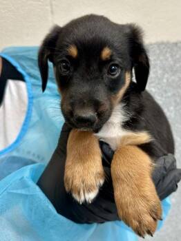 Mixed Breed Dogs Available for Adoption in Wichita, Kansas - Pez | PetCurious