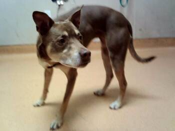 BRANDY -  Terrier Dog for Adoption in Martinez, California - BRANDY | PetCurious