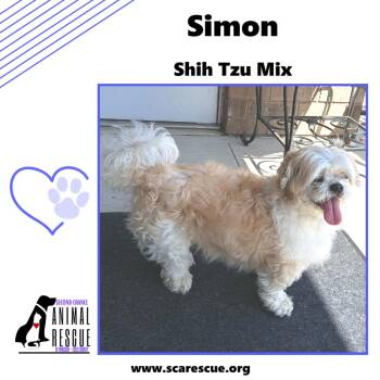 Shih Tzu Dogs Available for Adoption in Windsor, Ontario - Simon | PetCurious