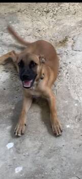 Rescue Mixed Breed Dogs for Adoption in Glen Rock, New Jersey - Brownie | PetCurious