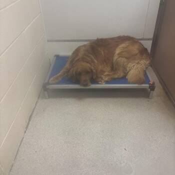 Golden Retriever Dogs Available for Adoption in North Charleston, South Carolina - Chief | PetCurious