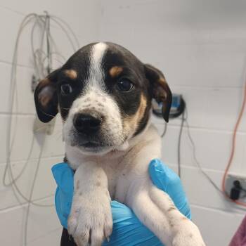 Coonhound and Cattle Dog Dogs Available for Adoption in Hattiesburg, Mississippi - Kimchi | PetCurious