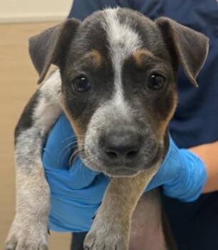 Blueberry -  Mixed Breed Dog for Adoption in Honolulu, Hawaii - Blueberry | PetCurious