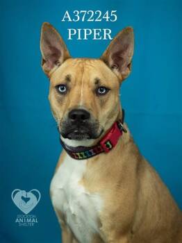 Pit Bull Terrier and Siberian Husky Dogs Available for Adoption - PIPER | PetCurious