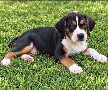 Waylon -  Hound and Mountain Dog Dog for Adoption in Scottsdale, Arizona - Waylon | PetCurious