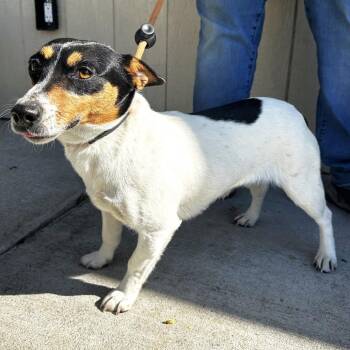 Rat Terrier Dogs Available for Adoption in Warrensburg, Missouri - Jett | PetCurious