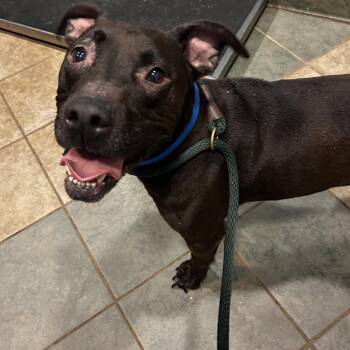 Aerosmith -  Mixed Breed Dog for Adoption in Chattanooga, Tennessee - Aerosmith | PetCurious