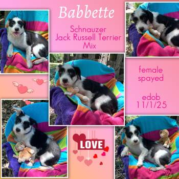 Schnauzer and Jack Russell Terrier Dogs Available for Adoption in Missouri City, Texas - Babbette WA14407-T LOCAL Adoption Event In Bellevue 5-24 | PetCurious