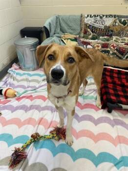 NALA -  Pit Bull Terrier and German Shepherd Dog Dog for Adoption in Fort Wayne, Indiana - NALA | PetCurious