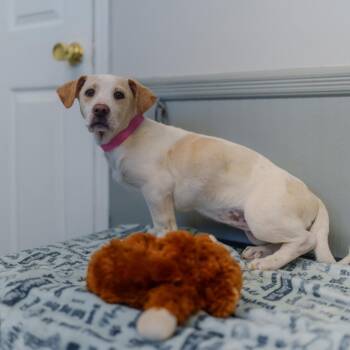 Spaniel Dogs Available for Adoption - Sage | PetCurious