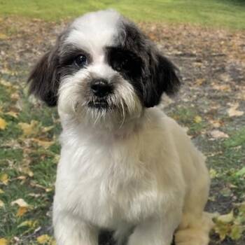 Rescue Shih Poo Dogs for Adoption in Plano, Texas - Del Miller | PetCurious