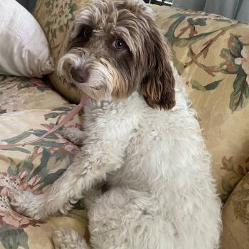 Lucy -  Labradoodle Dog for Adoption in Blytheville, Arkansas - Lucy | PetCurious