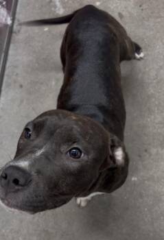 Catwoman -  Mixed Breed Dog for Adoption in West Chester, Pennsylvania - Catwoman | PetCurious