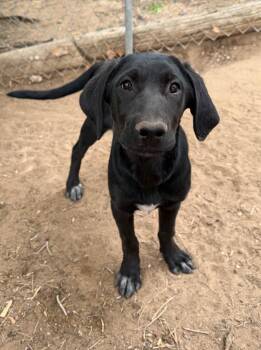 Labrador Retriever and Golden Retriever Dogs Available for Adoption in Severance, Colorado - Fallon | PetCurious