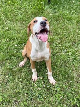 LADY MARMALADE -  English Pointer and Mixed Breed Dog for Adoption in Kalamazoo, Michigan - LADY MARMALADE | PetCurious