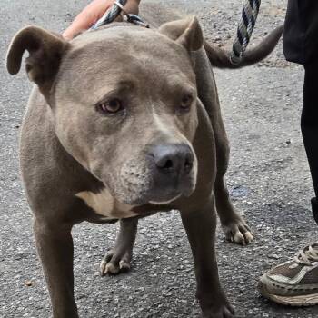 Muffin -  Pit Bull Terrier Dog for Adoption in Newark, New Jersey - Muffin | PetCurious