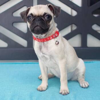 Piper -  Pug Dog for Adoption in Los Angeles, California - Piper | PetCurious