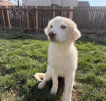 Fiona -  Great Pyrenees Dog for Adoption in Colorado Springs, Colorado - Fiona | PetCurious