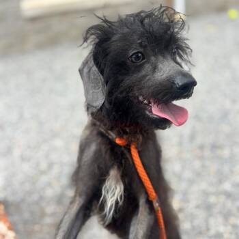 Koa -  Mixed Breed and Chinese Crested Dog Dog for Adoption in York, Pennsylvania - Koa | PetCurious