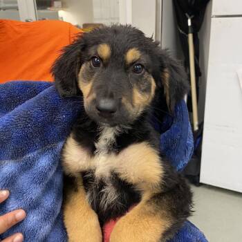 Button -  German Shepherd Dog Dog for Adoption in Westminster, California - Button | PetCurious