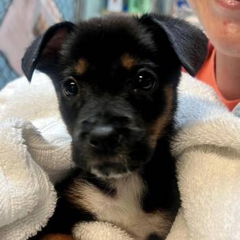 Mitochondria -  Labrador Retriever Dog for Adoption in Austin, Texas - Mitochondria | PetCurious