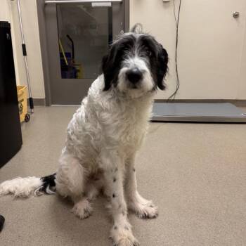 Standard Poodle and Mixed Breed Dogs Available for Adoption in Roanoke, Virginia - Moose | PetCurious