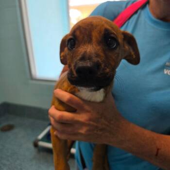 Pantelleria -  Mixed Breed Dog Available for Adoption - Pantelleria | PetCurious