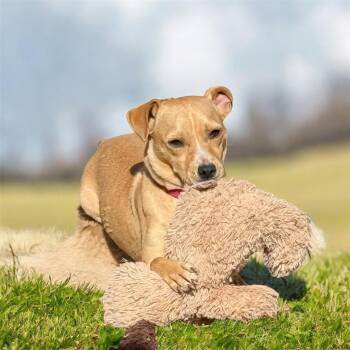 Chihuahua Dogs Available for Adoption in South Saint Paul, Minnesota - Tiramisu | PetCurious