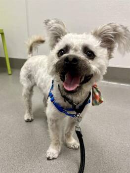 DOWNY POOF -  Maltese and Yorkshire Terrier Dog Available for Adoption in San Francisco, California - DOWNY POOF | PetCurious