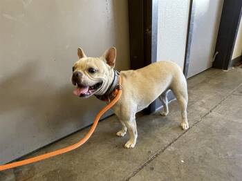 MOCHA -  French Bulldog Dog for Adoption in Ontario, California - MOCHA | PetCurious