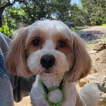 Luke -  Havanese Dog for Adoption in Bulverde, Texas - Luke | PetCurious
