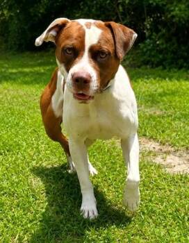 Charlie -  Terrier and Mixed Breed Dog for Adoption in Palm Coast, Florida - Charlie | PetCurious