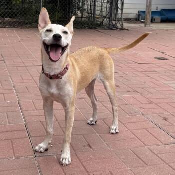 Aggie -  Labrador Retriever and Carolina Dog Dog for Adoption in Spring, Texas - Aggie | PetCurious