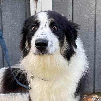 Max -  Bernese Mountain Dog and Australian Shepherd Dog for Adoption in Lincoln University, Pennsylvania - Max | PetCurious
