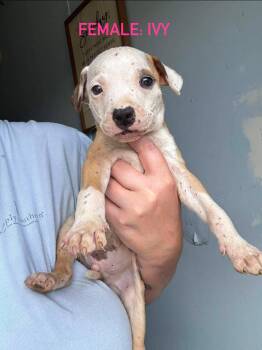 Ivy -  Mixed Breed Dog for Adoption in Stephens City, Virginia - Ivy | PetCurious